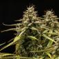 Preview: Samen 3x Orion F1 Automatik Royalqueenseeds